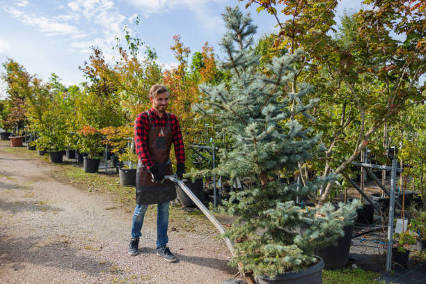 Best Tree Trimming and Pruning  in Tomah, WI